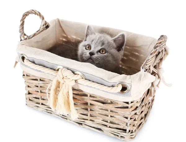 Söt grå kattunge — Stockfoto