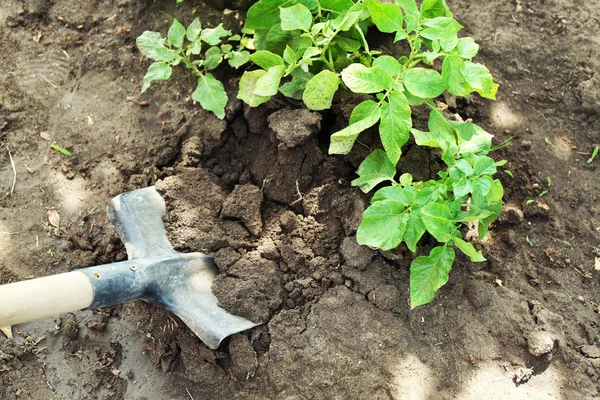 Menggali kentang di atas tanah di kebun — Stok Foto
