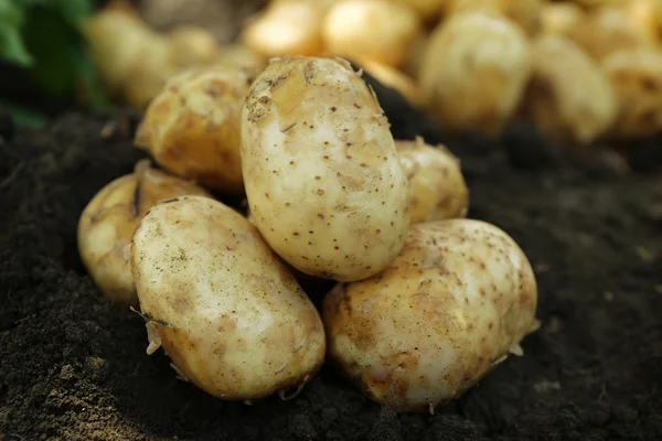 Kırpma toprak, closeup yeni patates — Stok fotoğraf