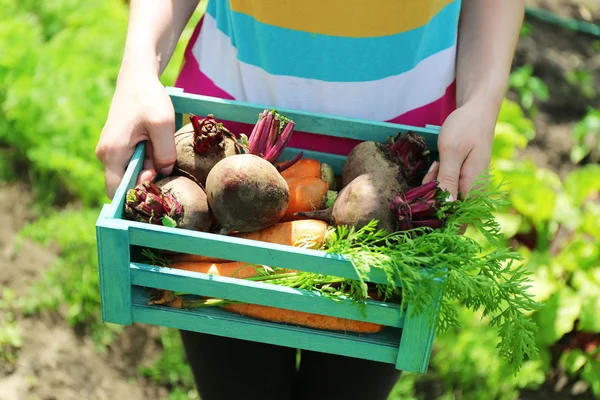 Mains féminines tenant une caisse en bois avec de nouveaux légumes frais dans le jardin — Photo