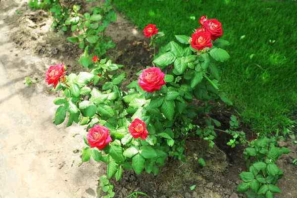 Belles roses rouges maison dans le jardin — Photo