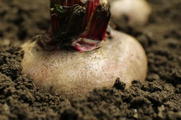 Fresh new beet growing in garden — Stock Photo, Image