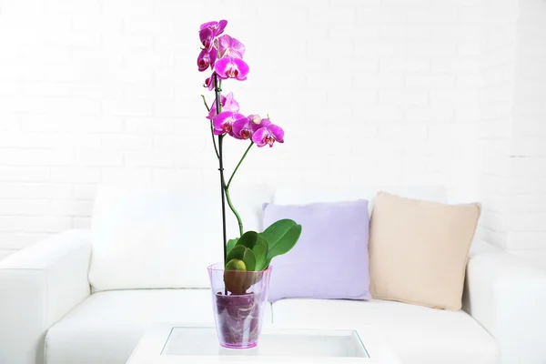 Beautiful lilac orchid — Stock Photo, Image