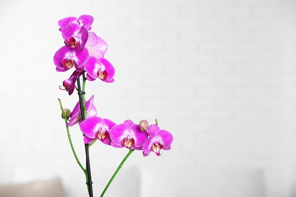 Beautiful lilac orchid — Stock Photo, Image