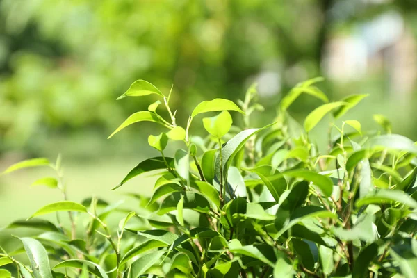 Arbusto de té verde con hojas frescas, al aire libre —  Fotos de Stock