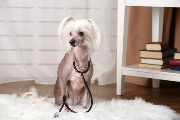 Hairless Chinese crested dog with stethoscope in room — Stock Photo, Image