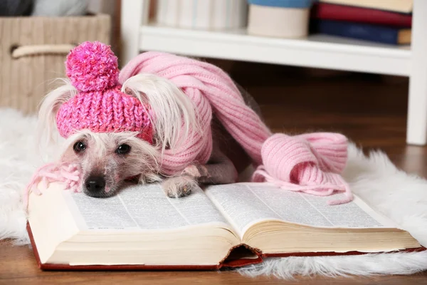 Hairless Chinese crested dog with book in room — Stock Photo, Image