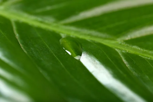 Zelený list s dropletu — Stock fotografie