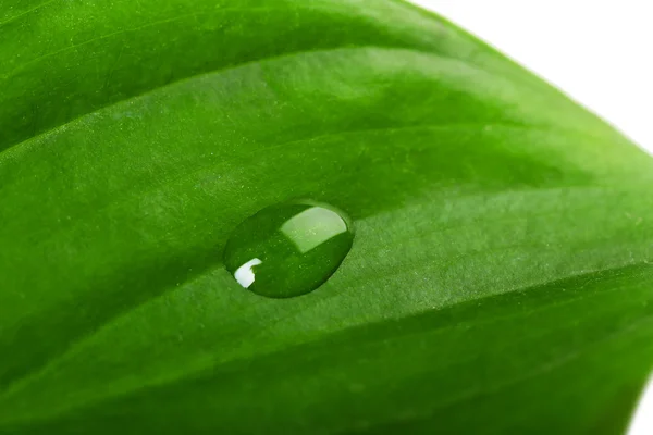 液滴付いた緑色の葉 — ストック写真