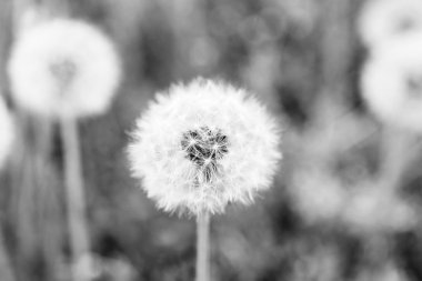 Beautiful dandelions with seeds, close-up
