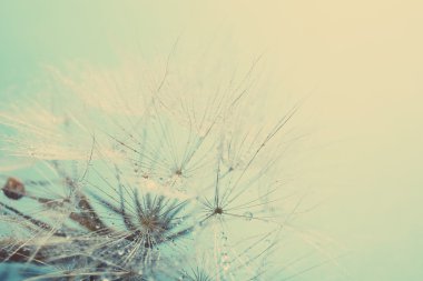 Tohumları, makro görünümü ile güzel karahindiba