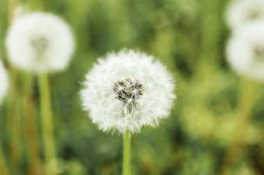 Beautiful dandelions with seeds, close-up