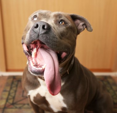 Kapıya gitmek için bekleyen köpek