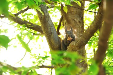Small squirrel on branch of tree