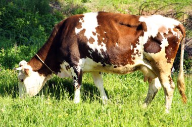 Yaz mera üzerinde inek