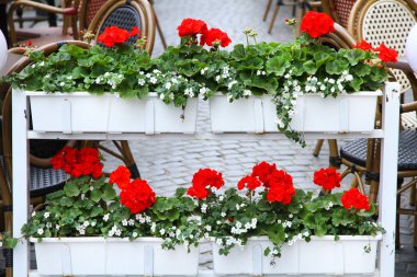 Beautiful flower beds on terrace of cafe