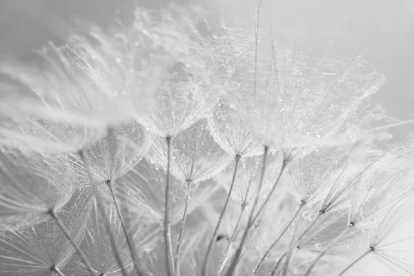 Bellissimo dente di leone con semi, vista macro — Foto Stock