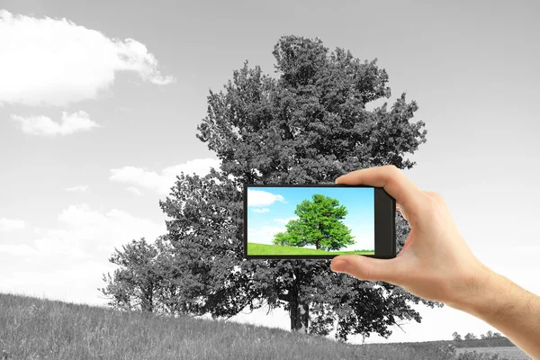 Hand taking photo of tree in field by smartphone — Stock Photo, Image