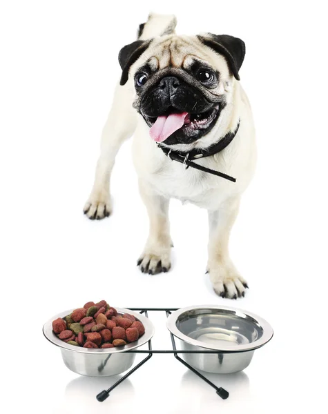 Pug dog with food isolated on white — Stockfoto