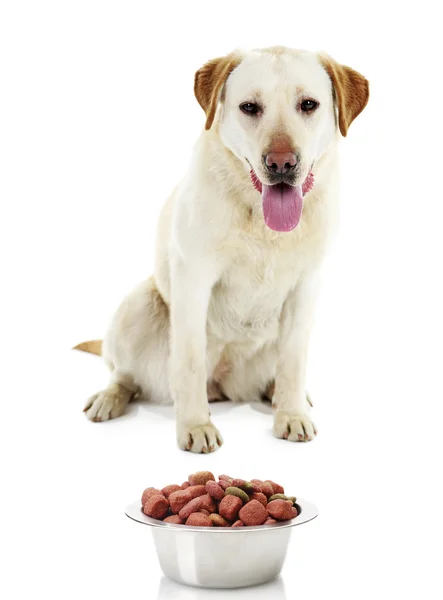 Dog with food isolated on white — Stockfoto