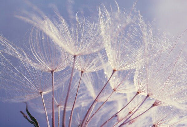 Beautiful dandelion with seeds, macro view