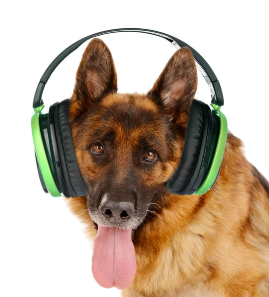 Cute dog with headphones isolated on white — Stock Photo, Image