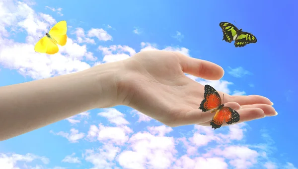 Human hands with butterfly on sky background — Stock Photo, Image