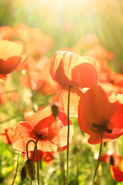 Meadow with beautiful bright red poppy flowers in spring — Stock Photo, Image