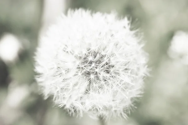 Krásná Pampeliška se semeny, detail — Stock fotografie