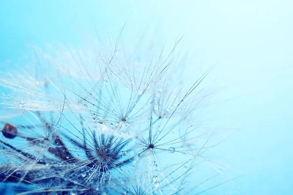 Beautiful dandelion with seeds, macro view — Stock Photo, Image