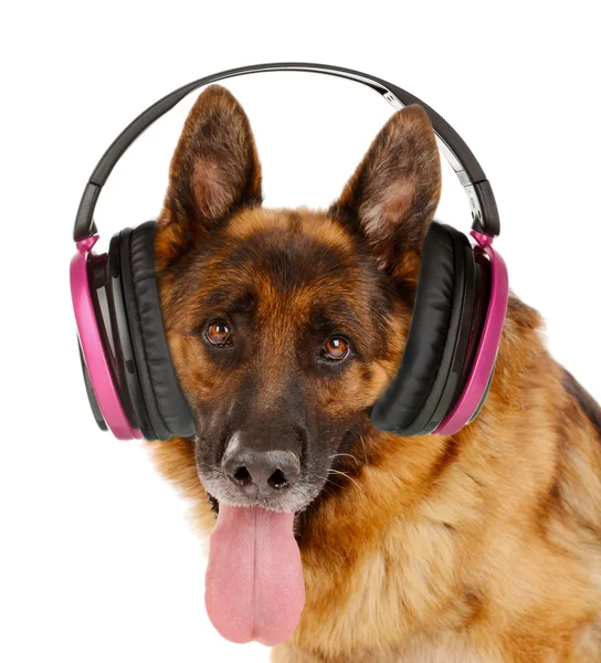 Lindo perro con auriculares aislados en blanco — Foto de Stock