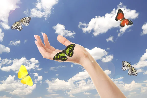 Manos humanas con mariposa sobre el fondo del cielo — Foto de Stock