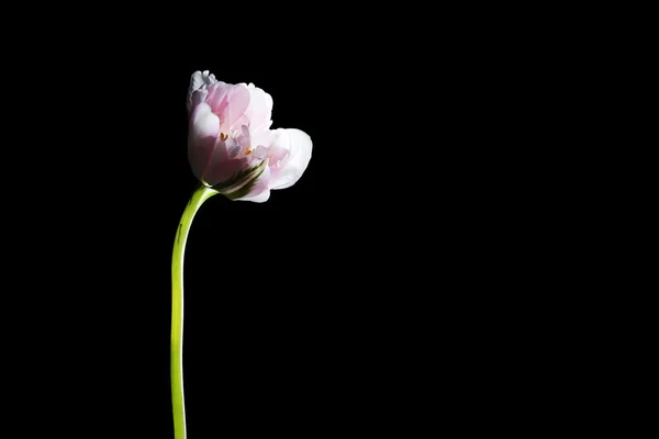 Tulipano fresco su sfondo nero — Foto Stock