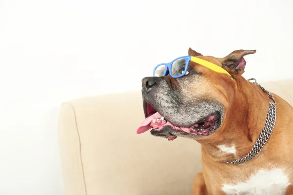Lindo perro en gafas divertidas sentado en el sofá, en el fondo interior de casa —  Fotos de Stock