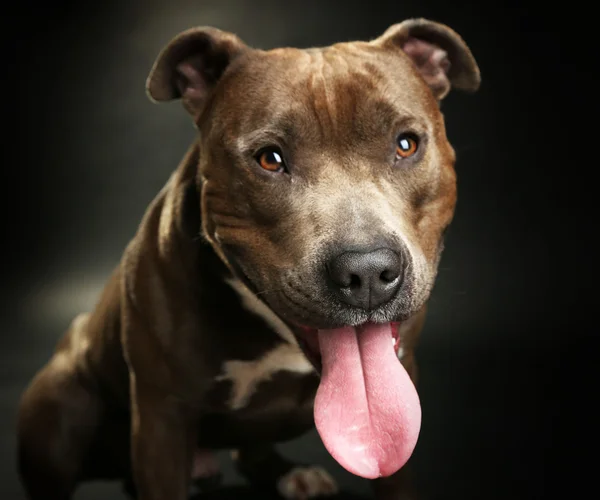 American Staffordshire Terrier, close-up, on dark background — Stock Photo, Image