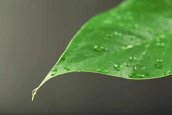 Folha verde com gotículas no fundo cinza — Fotografia de Stock