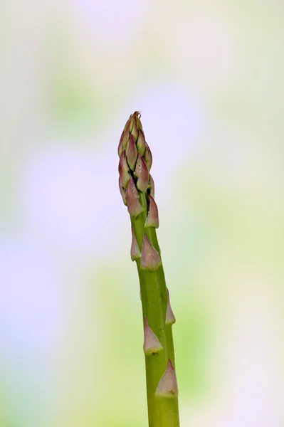 Fresh asparagus on light blurred background — Stock Photo, Image