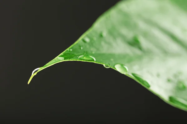 Folha verde com gotículas no fundo cinza — Fotografia de Stock