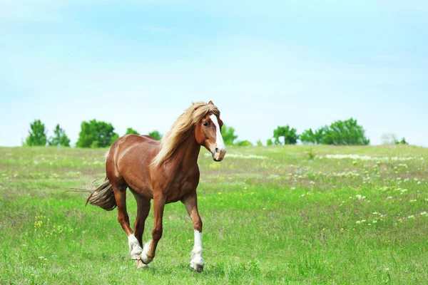 Beau cheval brun pâturage sur prairie — Photo