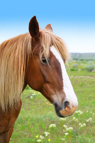 Hermoso caballo marrón pastando en el prado — Foto de Stock
