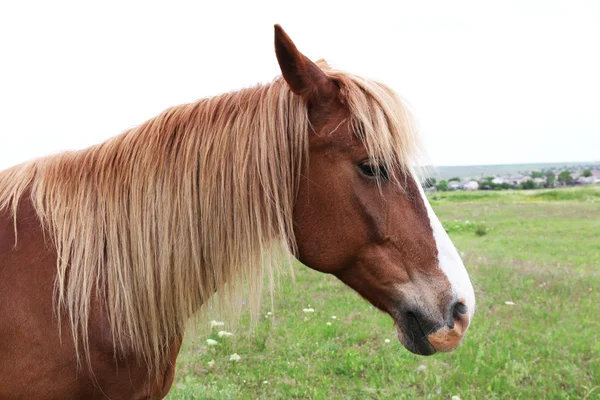 Vackra bruna häst som betar på ängen — Stockfoto