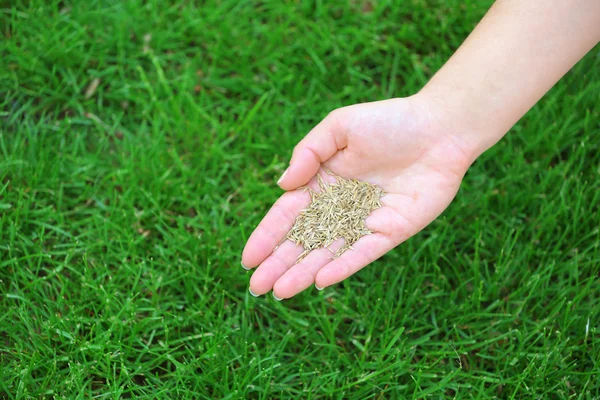 Wheat grain in female hand on green grass background — Stock Photo, Image