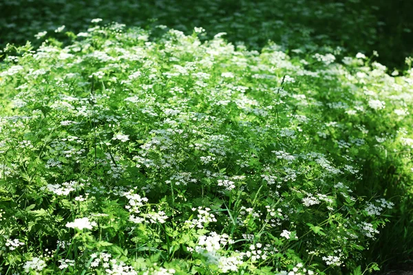 Small wildflowers, outdoors — Stock Photo, Image