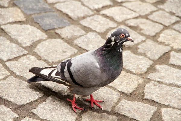 마을 광장에 산책 하는 비둘기 — 스톡 사진