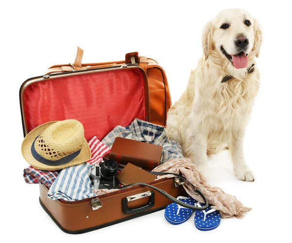 Lindo Labrador con maleta aislada en blanco —  Fotos de Stock