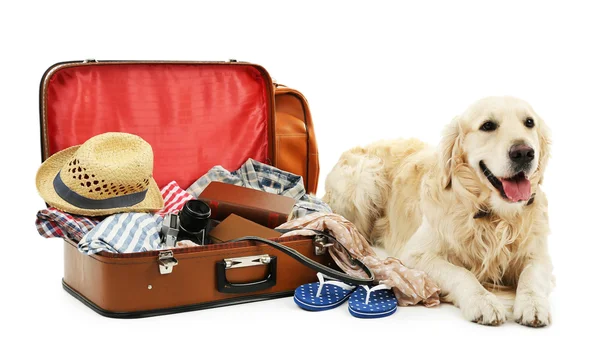 Roztomilý labrador s kufrem izolovaných na bílém — Stock fotografie