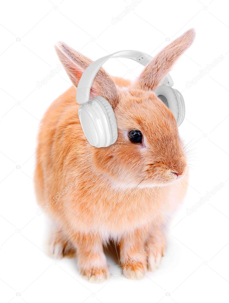 Red rabbit with headphones isolated on white