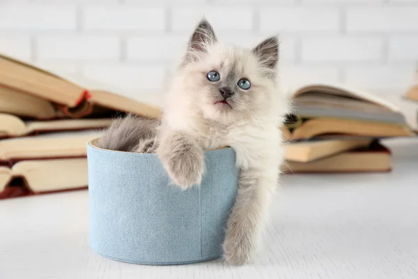 Gatinho bonito com livros — Fotografia de Stock