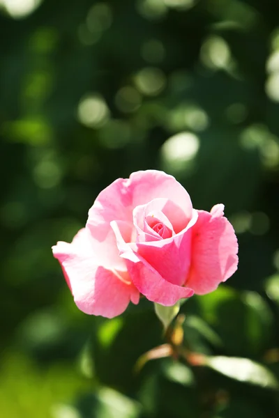 Lindas rosas em arbusto verde — Fotografia de Stock