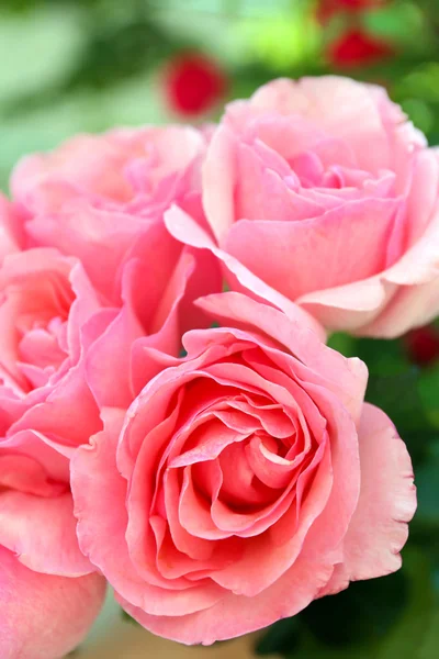 Όμορφη ανθοδέσμη με τριαντάφυλλα ροζ, κινηματογράφηση σε πρώτο πλάνο — Φωτογραφία Αρχείου